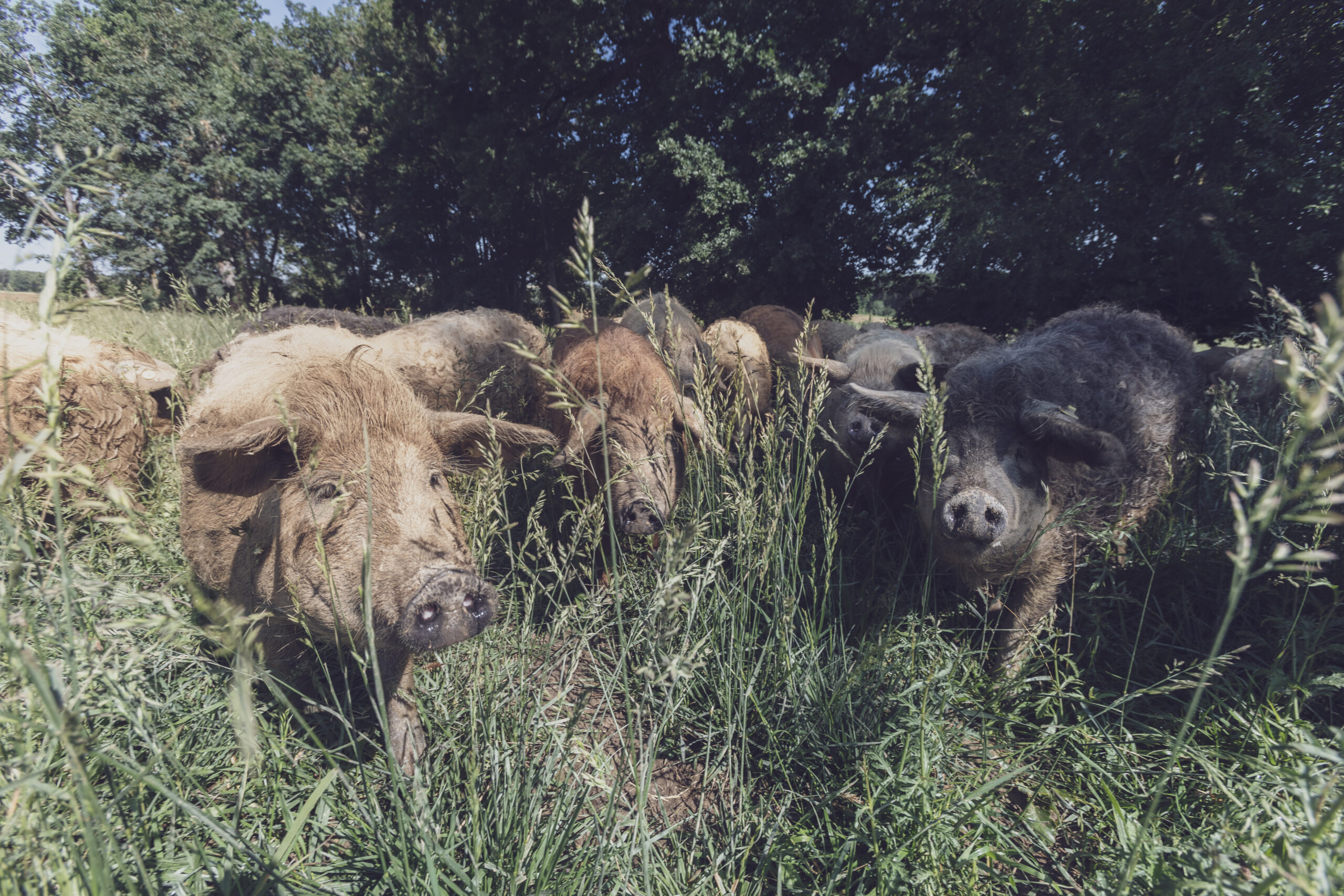 L’histoire du cochon laineux : le mangalica ou mouchon !